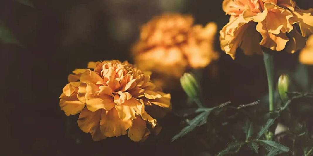 Hem güzel kokar hem de sivrisinekleri kovar! Yaz bahçelerinin gizli kahramanı: Haziran gelmeden mutlaka ekin 5